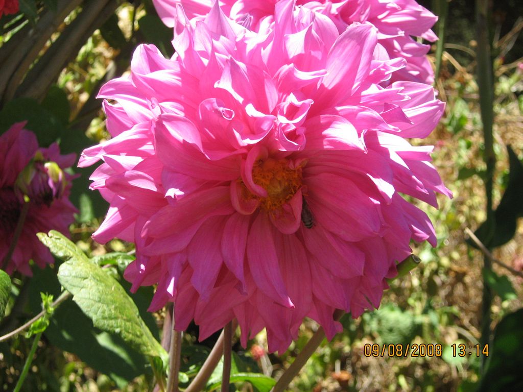 Fiore cretese - Dahlia sp